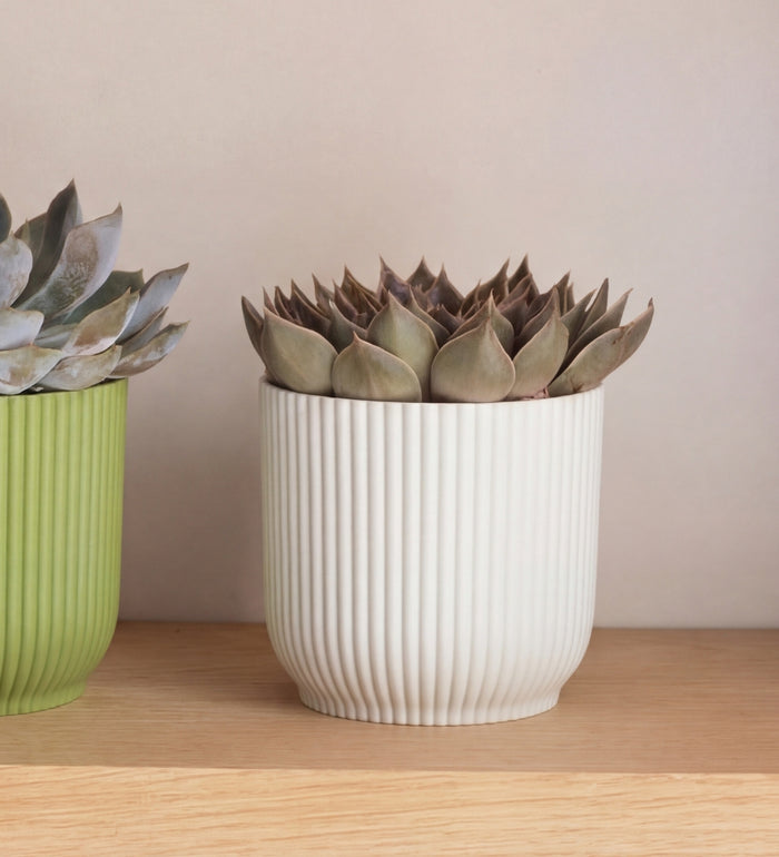 Succulent trio & Pots