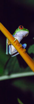Tree Frog
