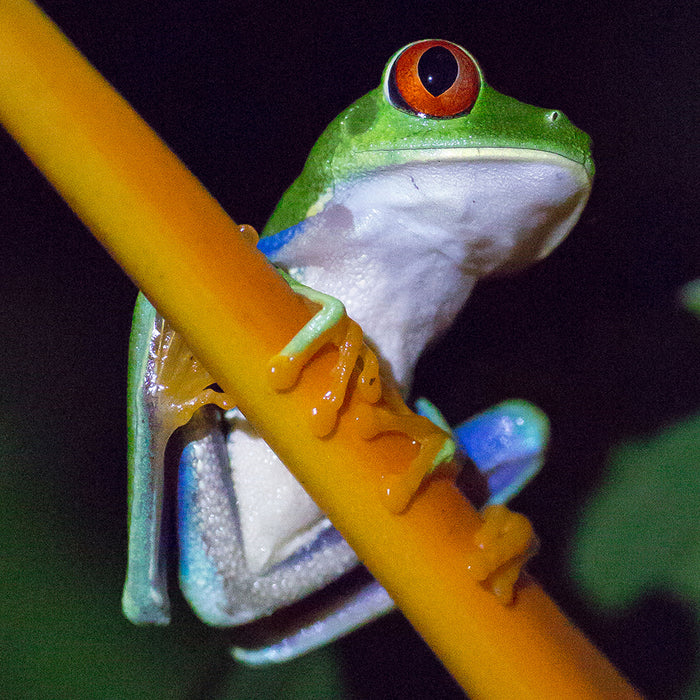 Tree Frog