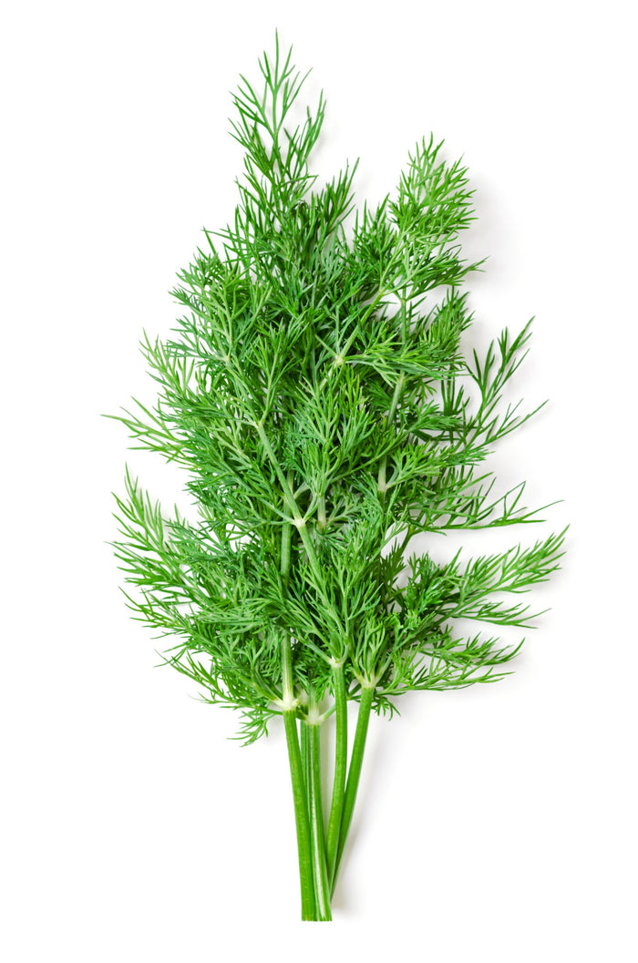 Wild Anithos Dill Infused Olive Oil